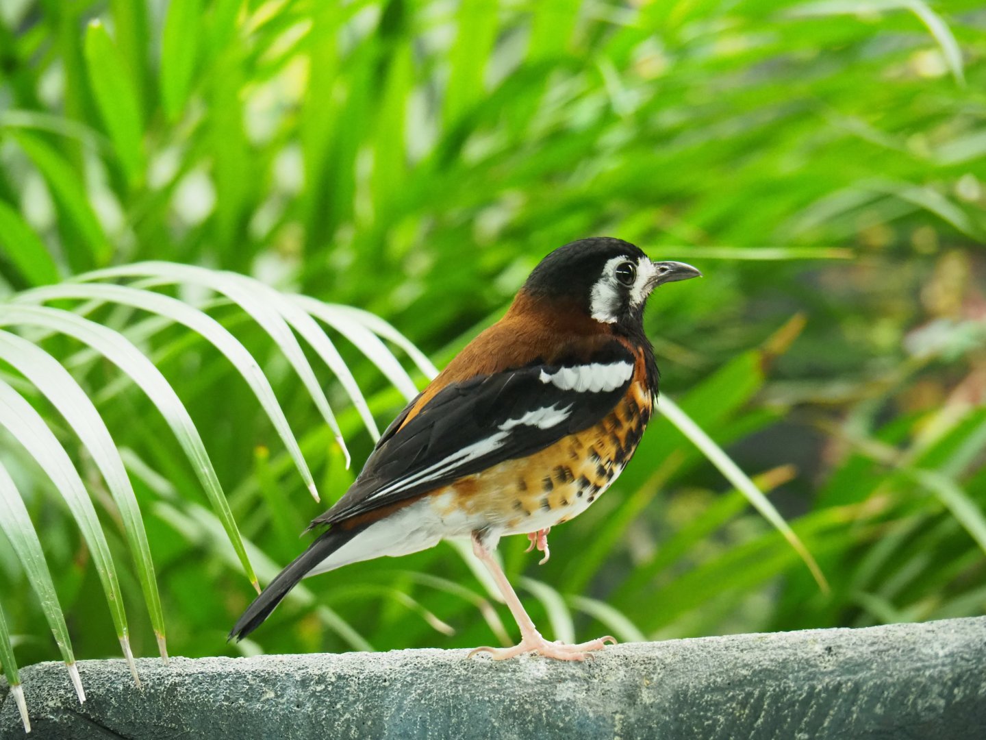 Chestnut-backed ground-thrush (Geokichla dohertyi), 2019-04-20
