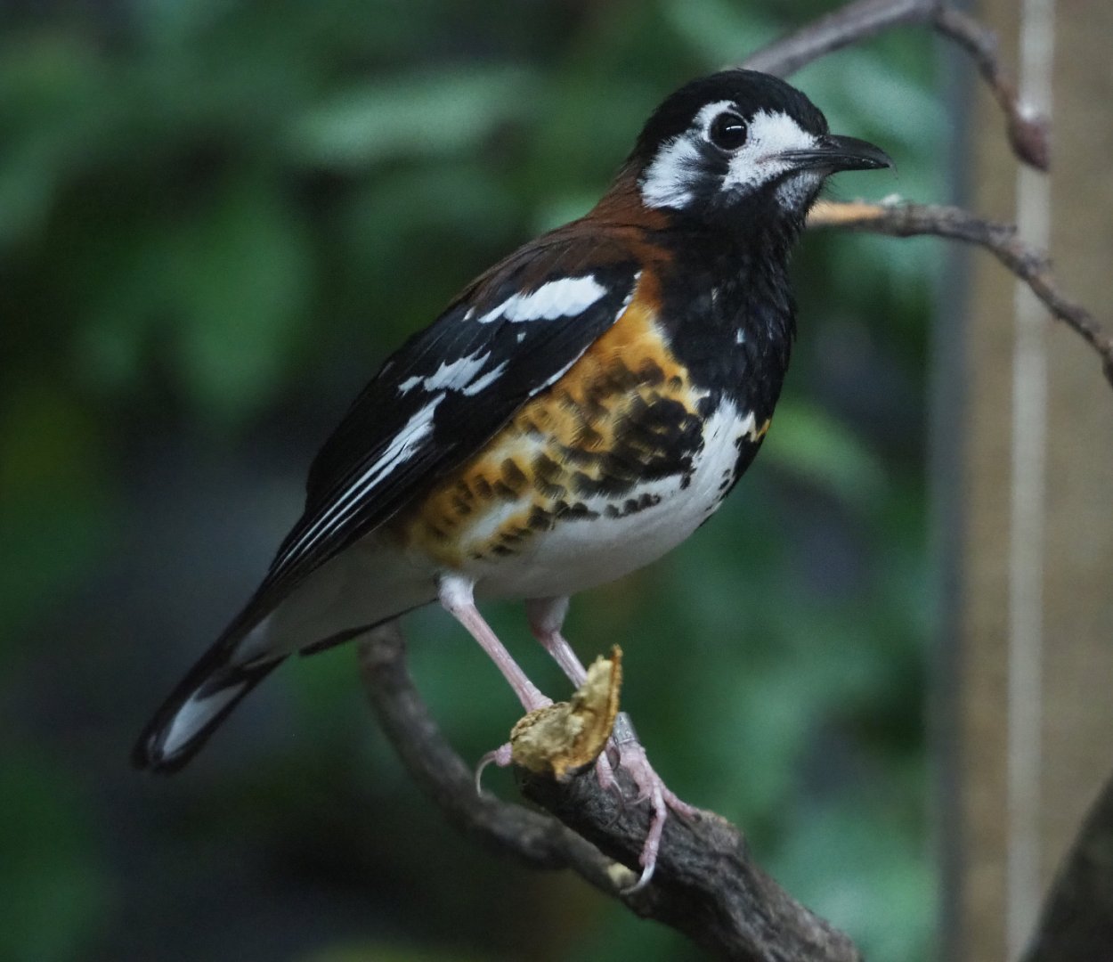 Chestnut-backed ground-thrush (Geokichla dohertyi), 2019-12-30
