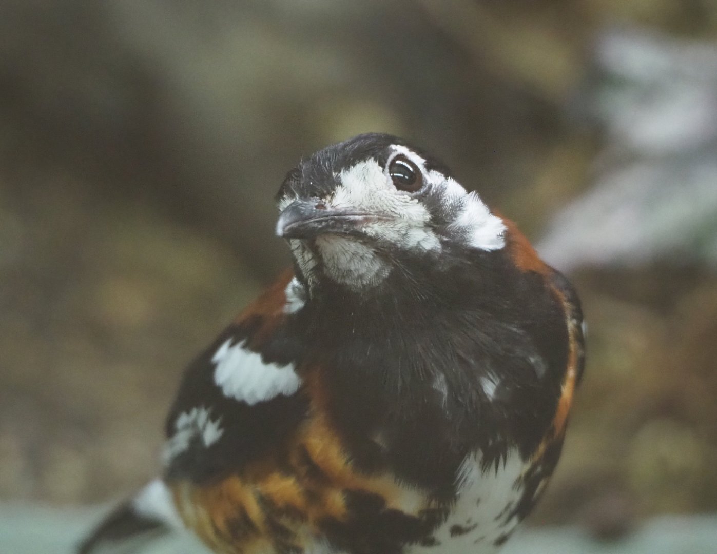 Chestnut-backed ground thrush (Geokichla dohertyi), 2020-06-28