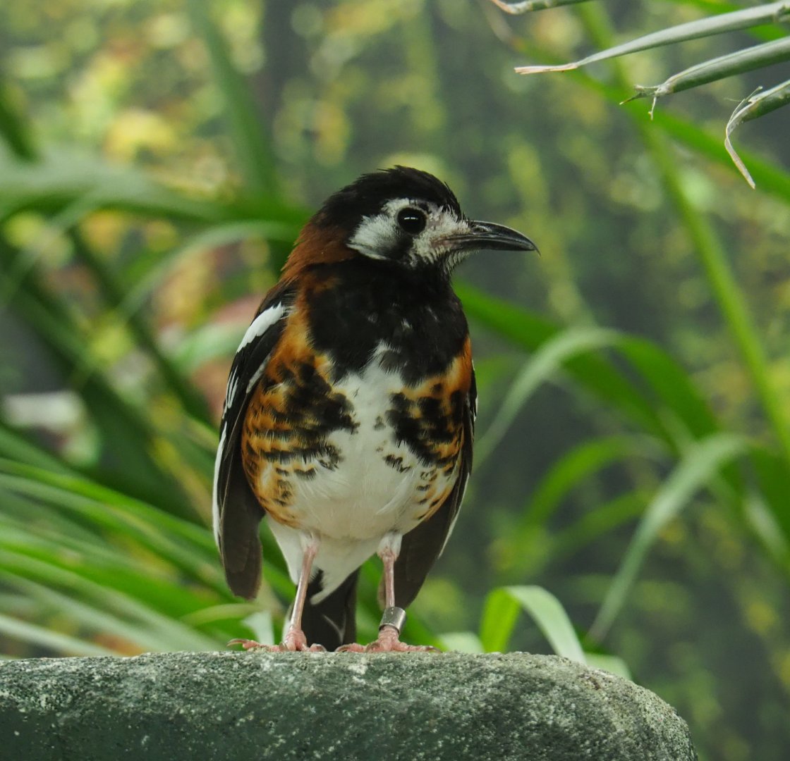 Chestnut-backed ground thrush (Geokichla dohertyi), 2020-09-20