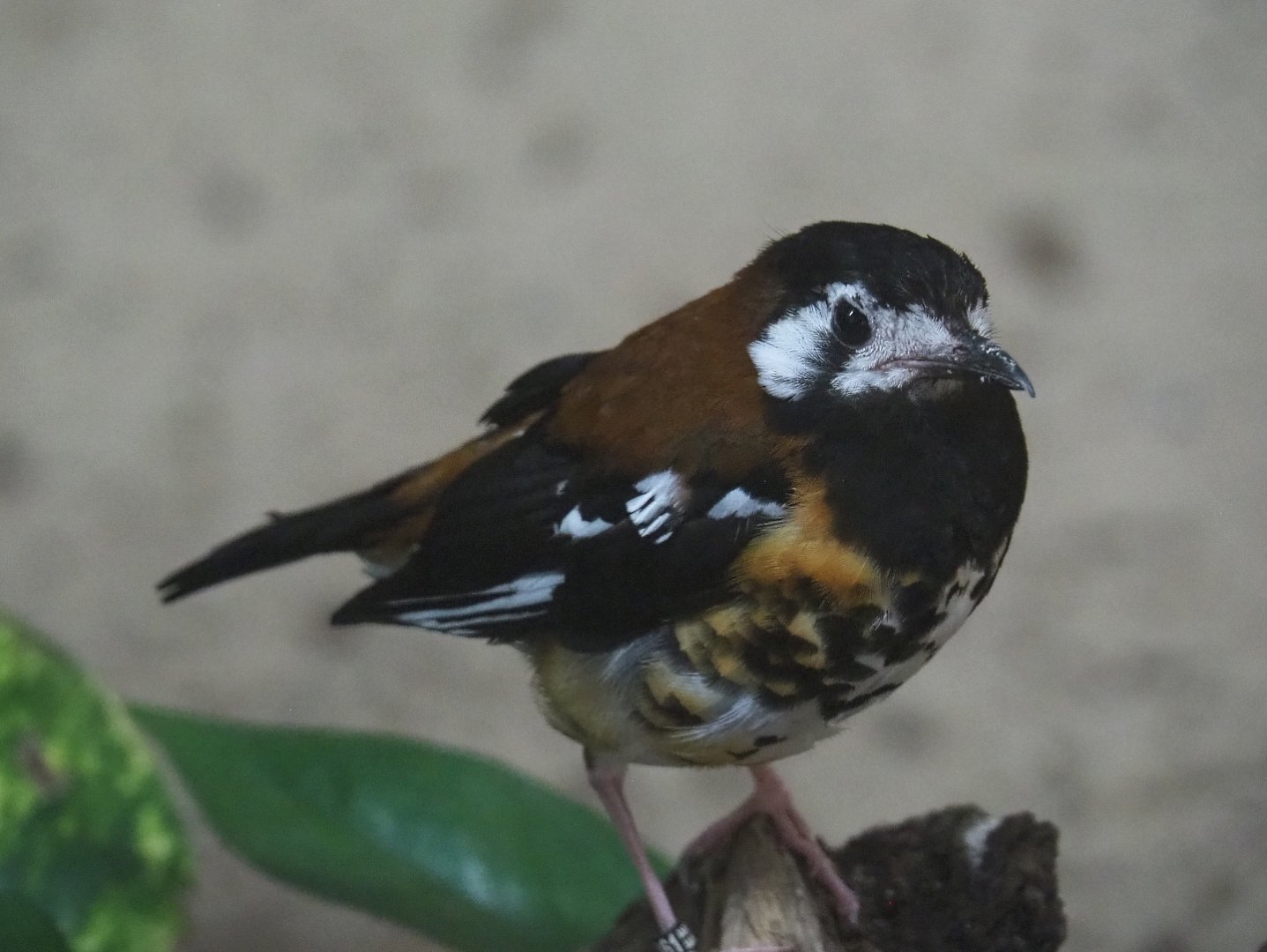Chestnut-backed ground-thrush (Geokichla dohertyi), 2021-07-17