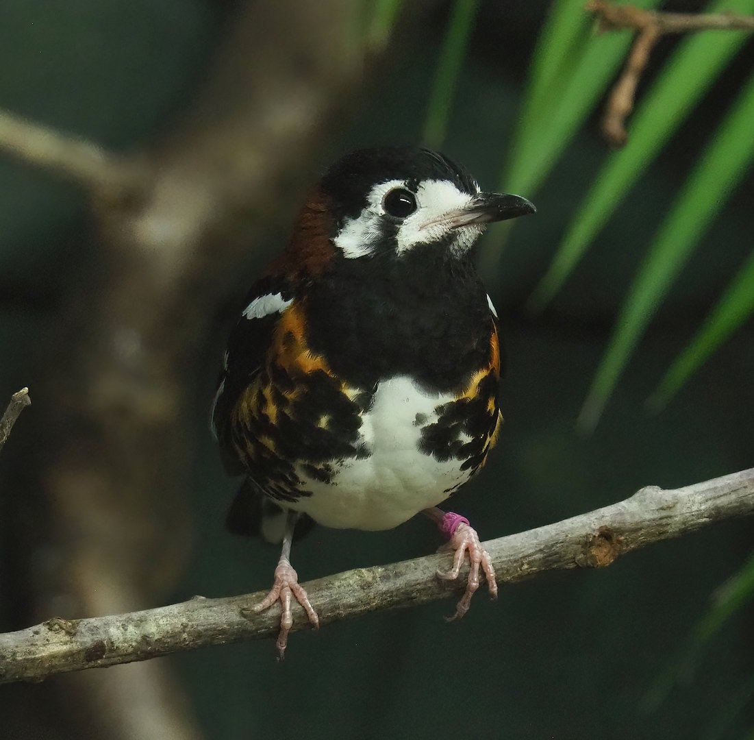Chestnut-backed ground-thrush (Geokichla dohertyi), 2022-10-29