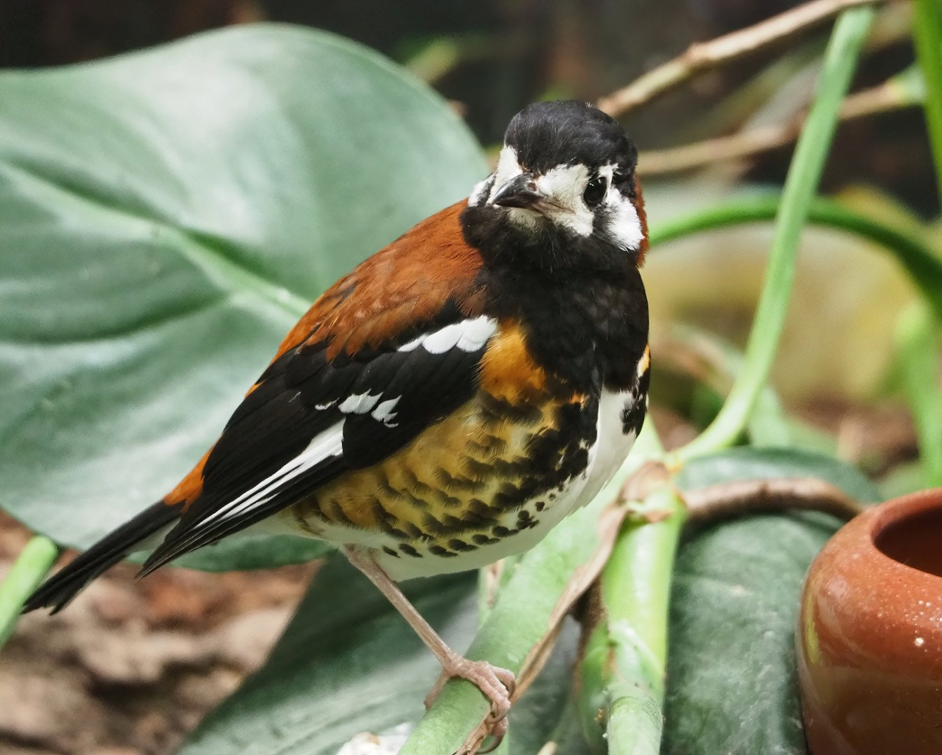 Chestnut-backed ground-thrush (Geokichla dohertyi), 2023-04-08