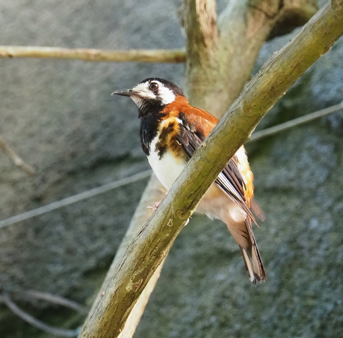 Chestnut-backed ground-thrush (Geokichla dohertyi), 2023-10-07