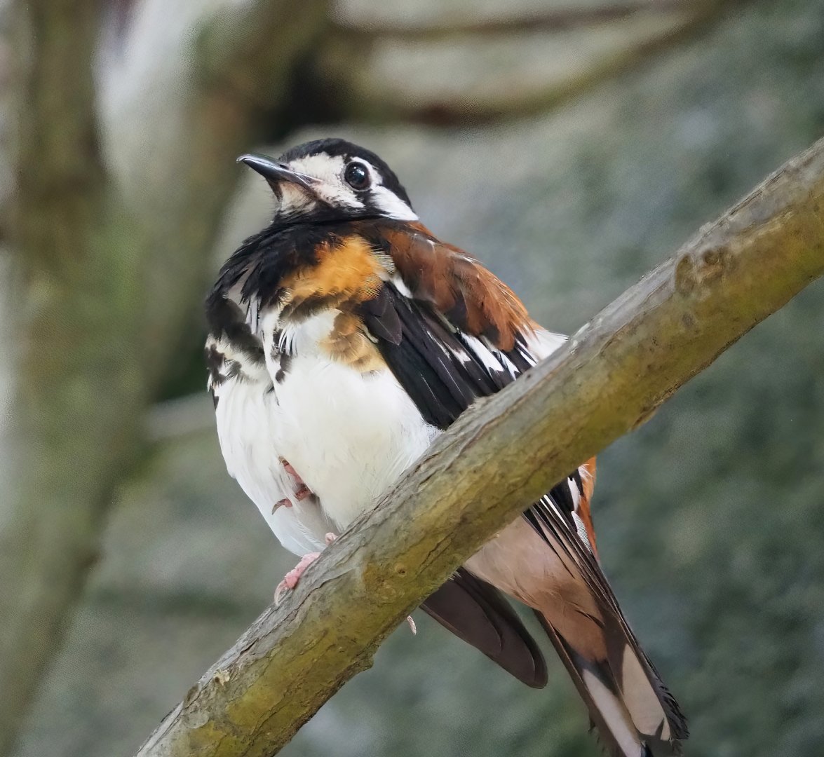 Chestnut-backed ground-thrush (Geokichla dohertyi), 2023-10-07