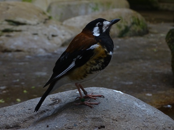 Chestnut-backed ground-thrush (Geokichla dohertyi)