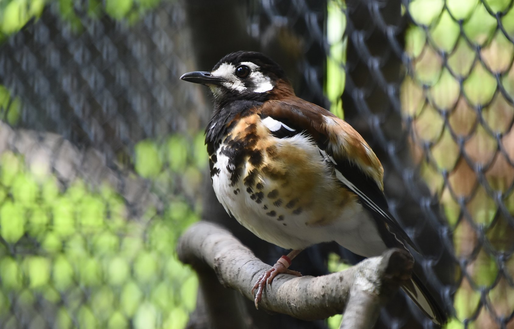 Chestnut-Backed Ground Thrush (Geokichla dohertyi)