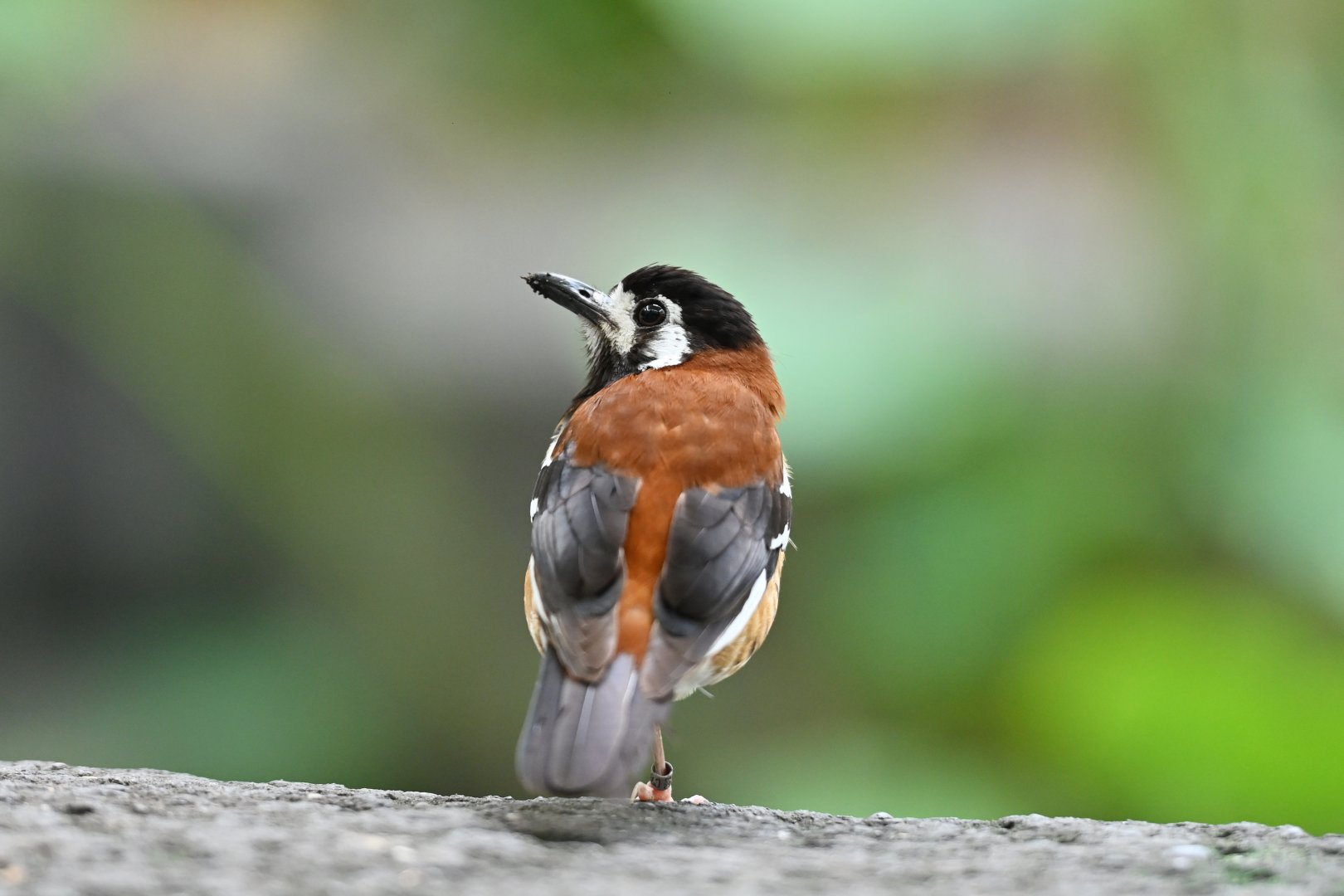 Chestnut-backed ground-thrush Geokichla dohertyi