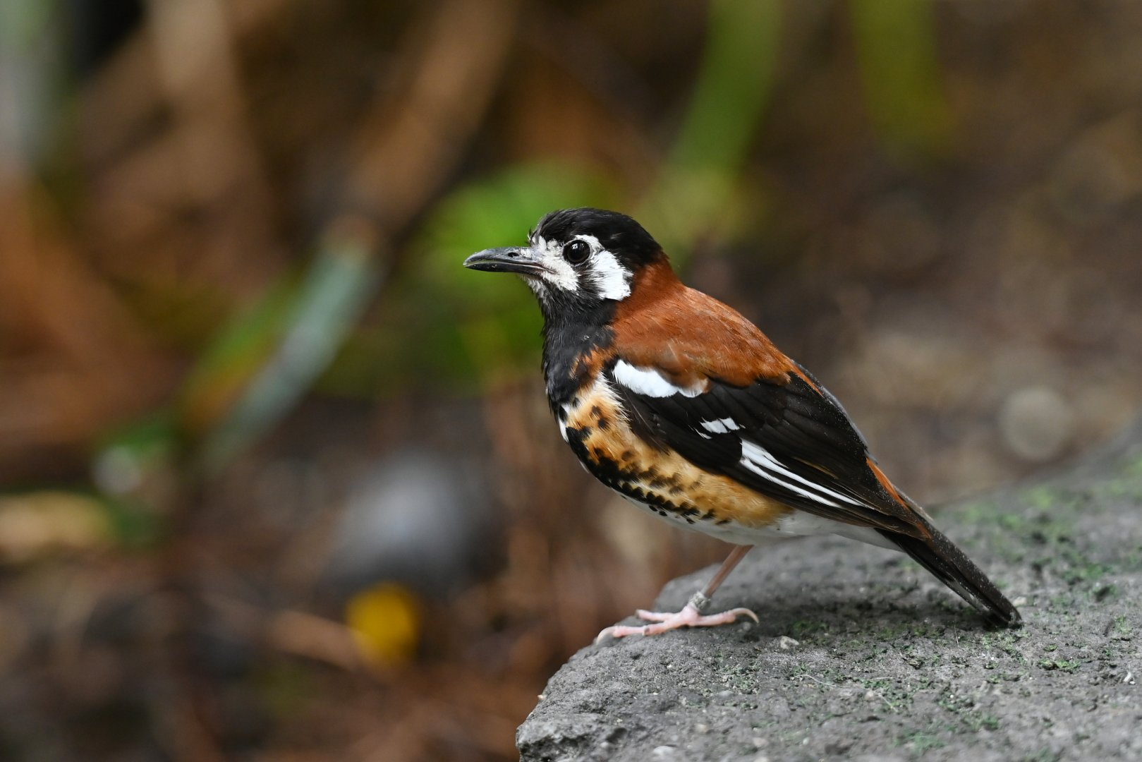 Chestnut-backed ground-thrush Geokichla dohertyi