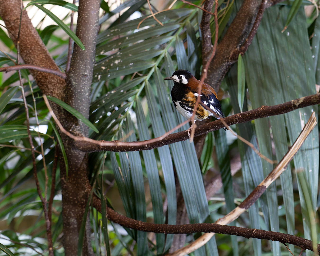 Chestnut-backed ground-thrush / Newquay Zoo / 16-3-23