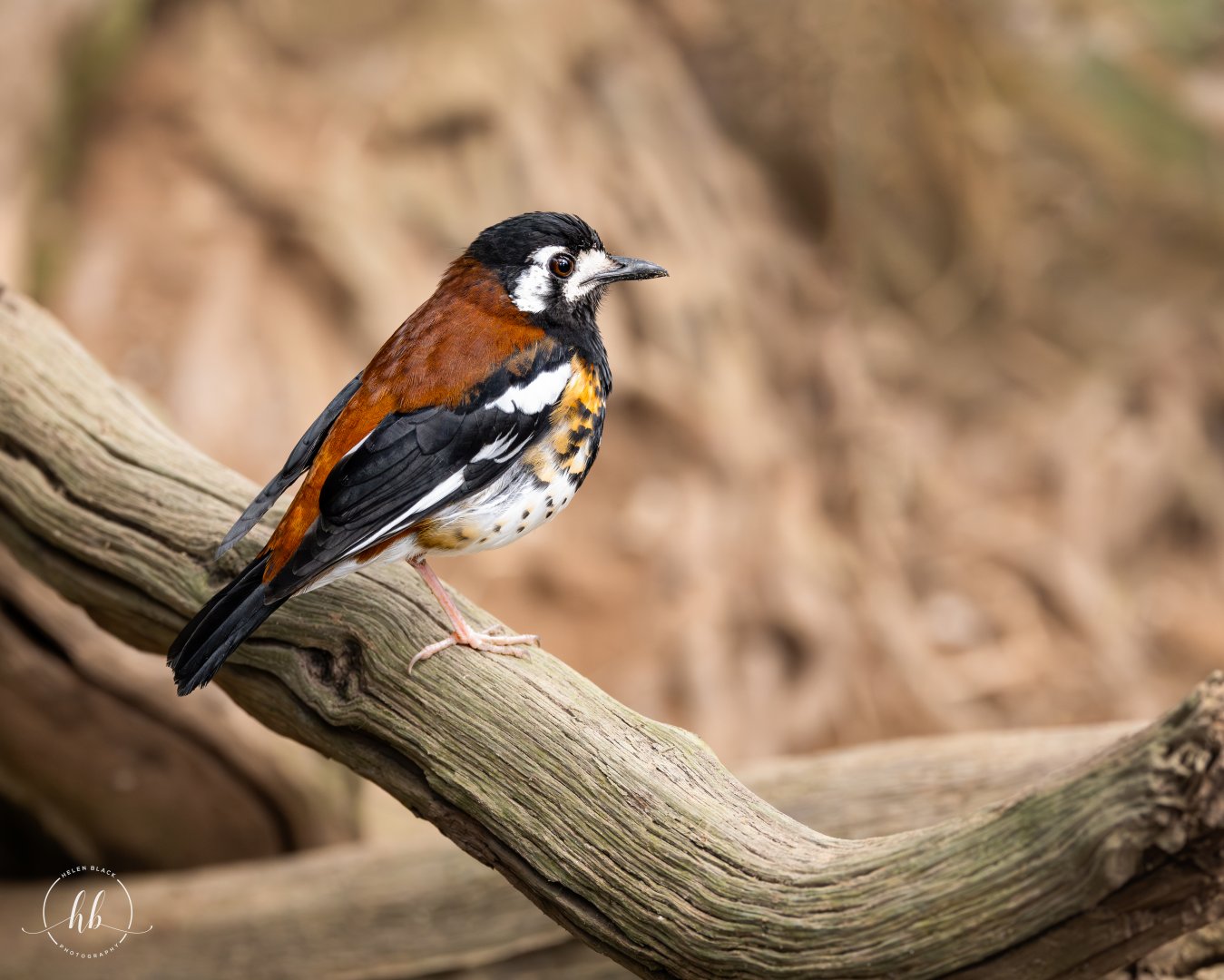 Chestnut-backed Ground Thrush / Thrigby - 11-4-24