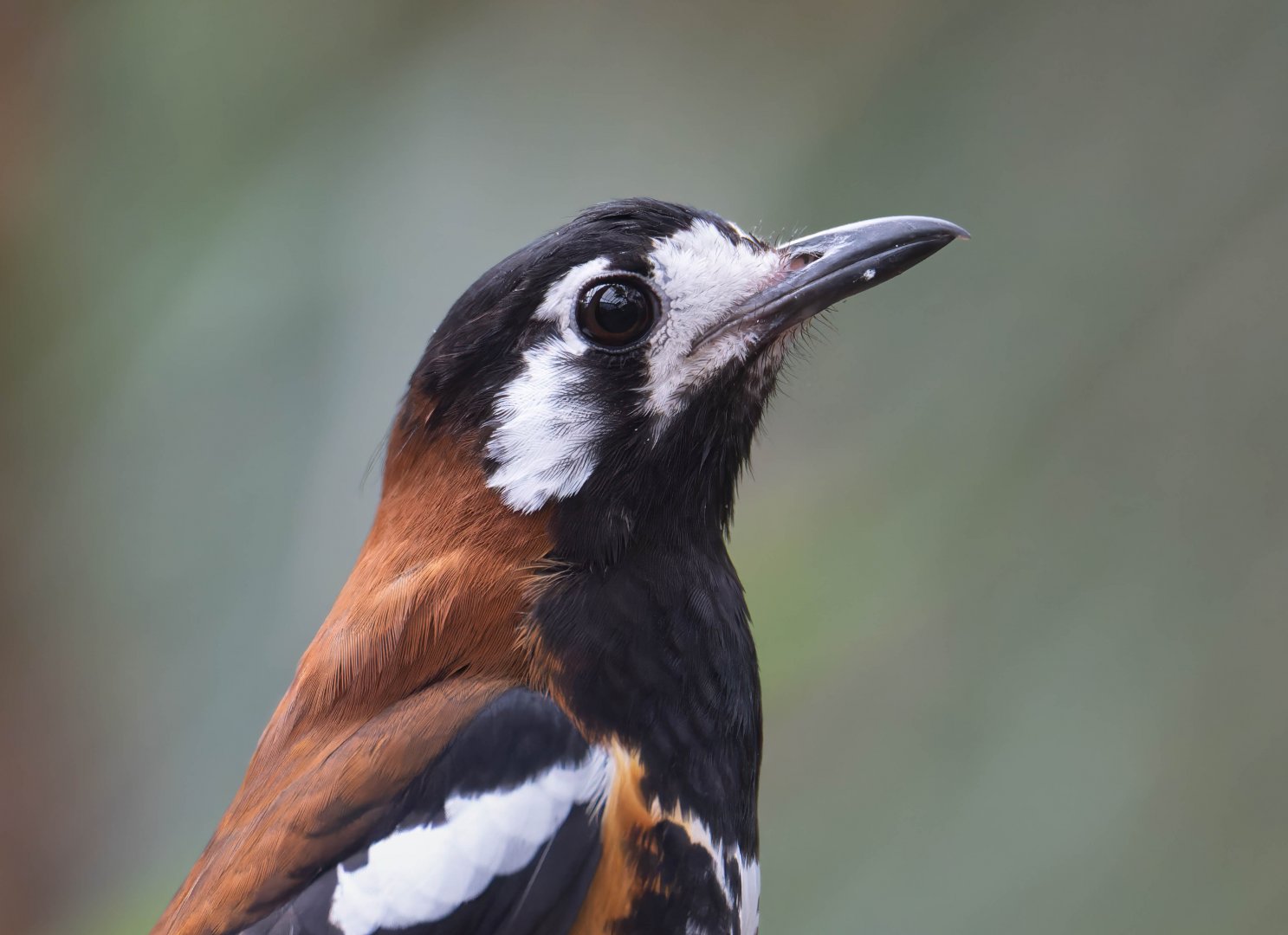 Chestnut backed ground thrush, Thrigby, UK