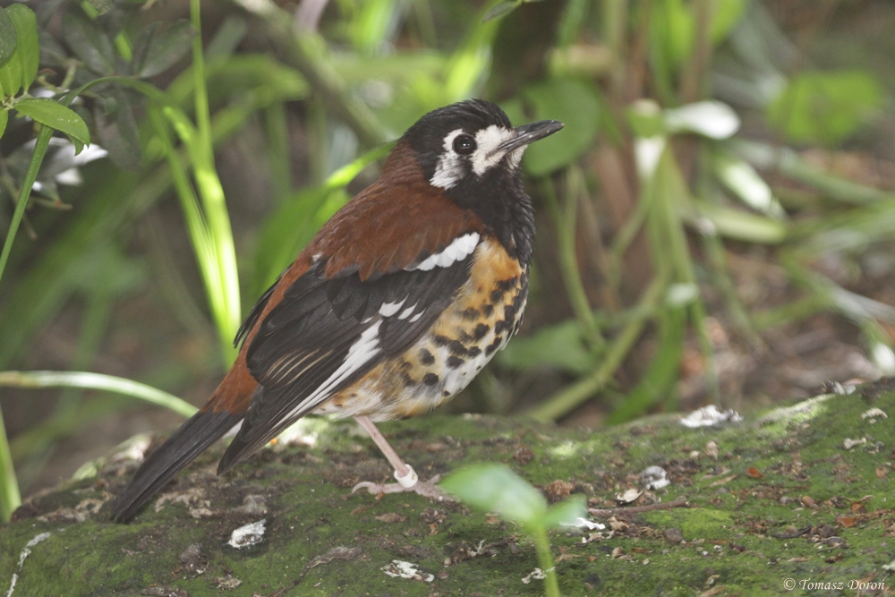 Chestnut-backed Ground-thrush (Zoothera dohertyi)