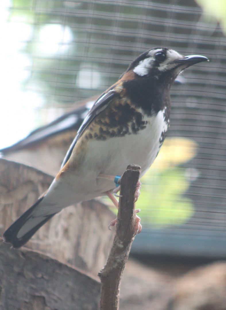 Chestnut-backed ground-thrush