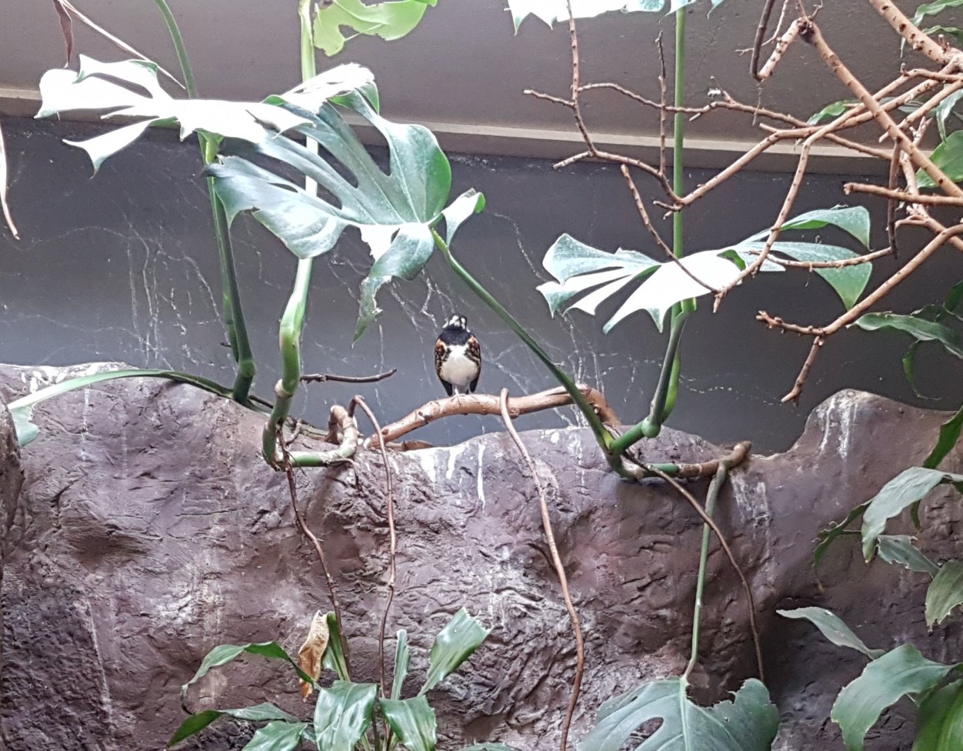 Chestnut-backed ground-thrush