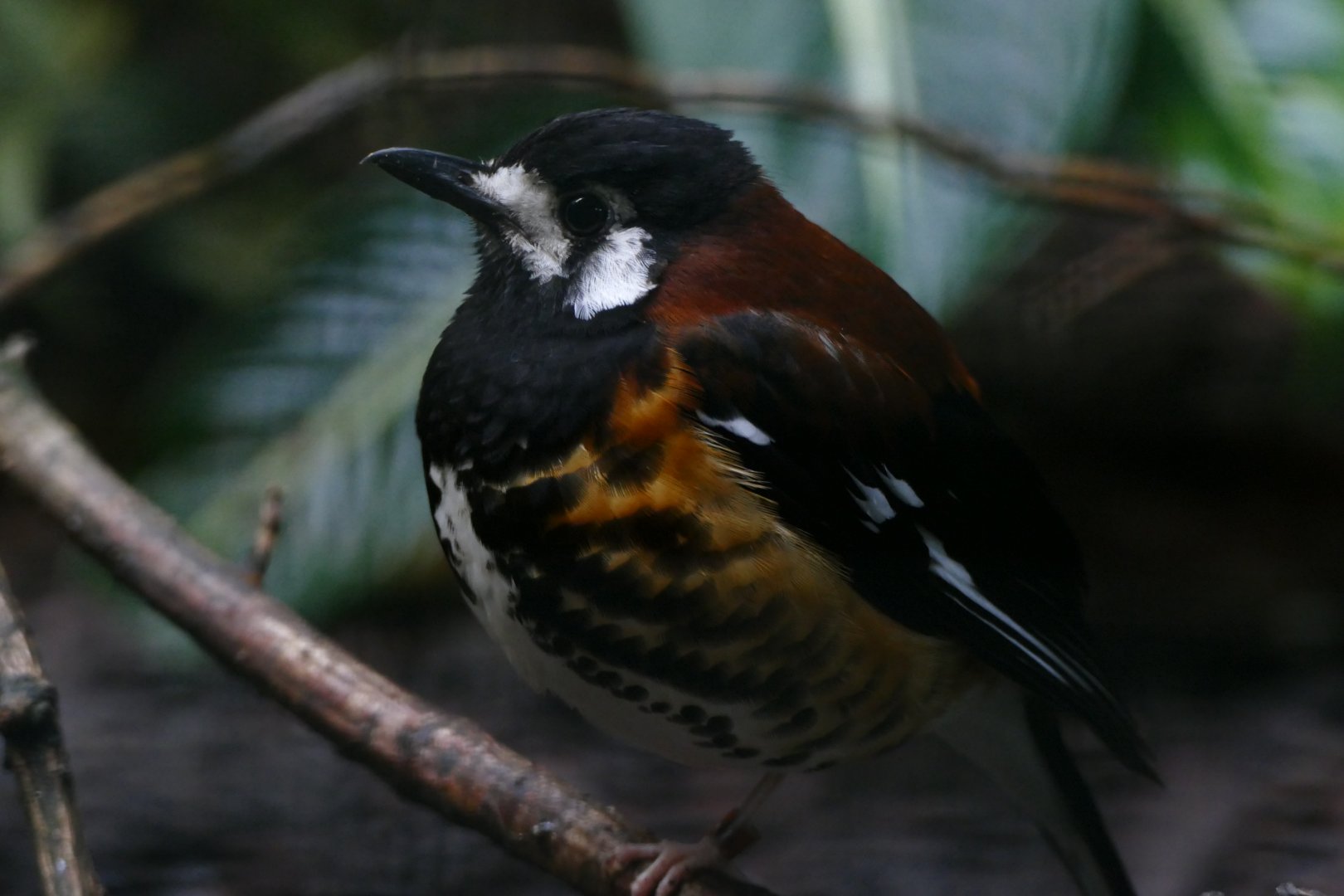 Chestnut-backed ground-thrush