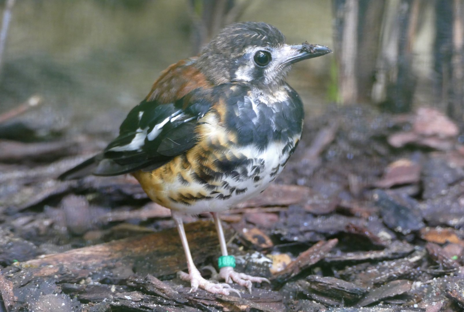 Chestnut-backed ground-thrush