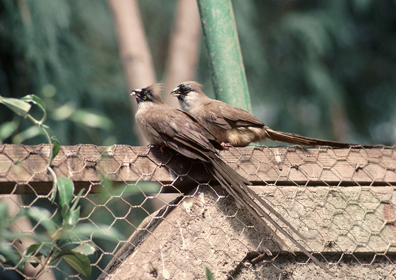Chestnut-backed mousebirds 1983