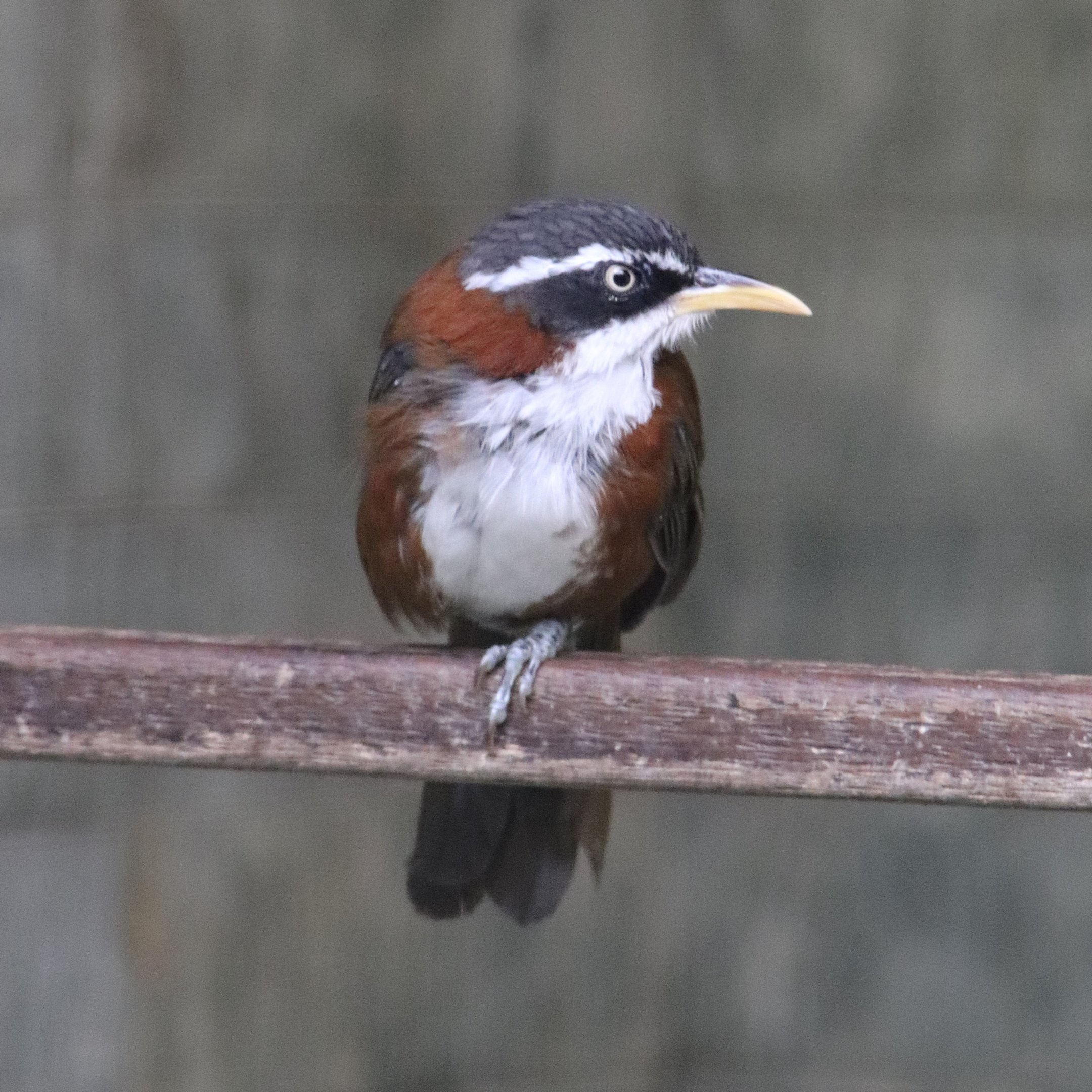 Chestnut-backed scimitar babbler (Pomatorhinus montanus)
