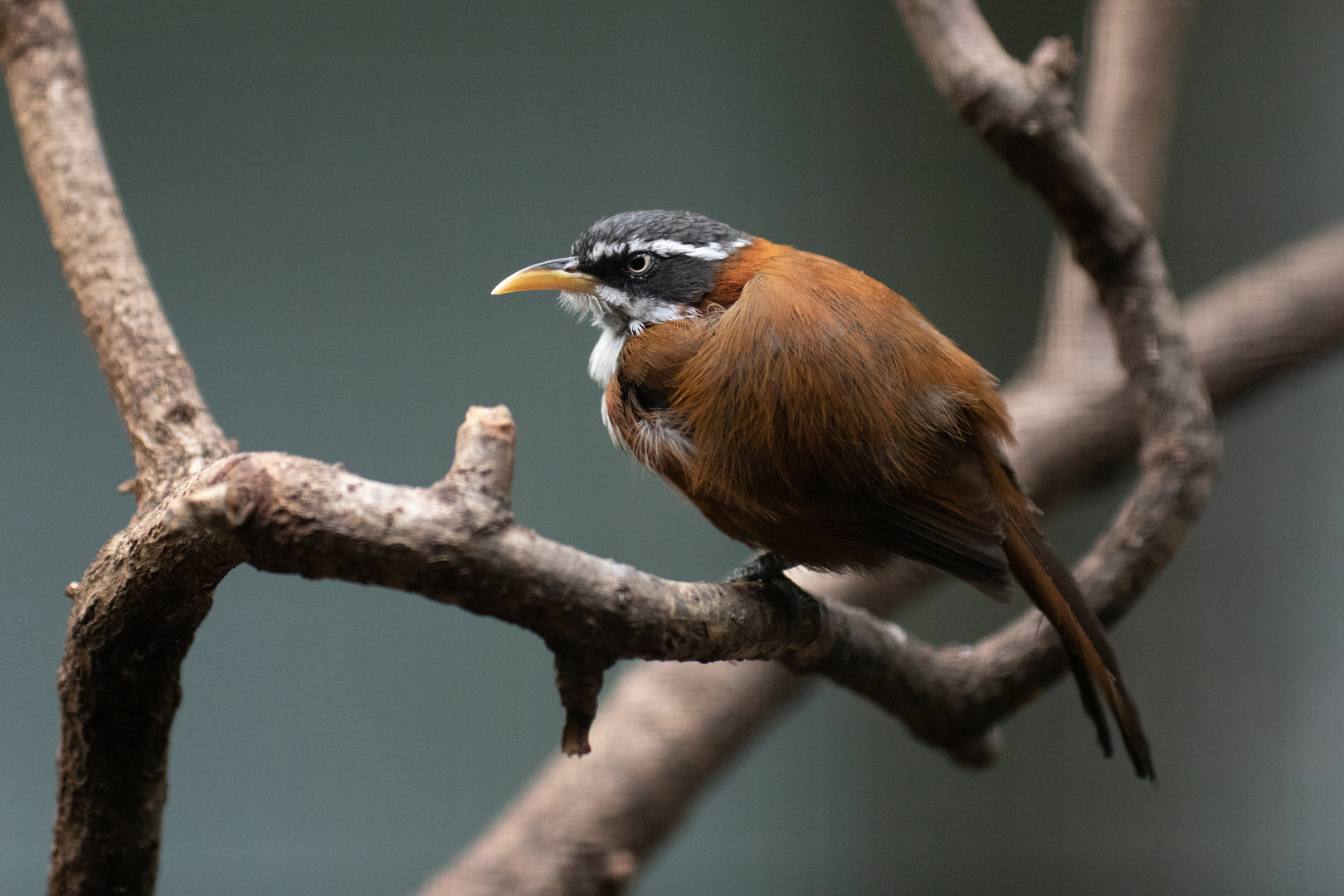 Chestnut-backed scimitar-babbler (Pomatorhinus montanus)
