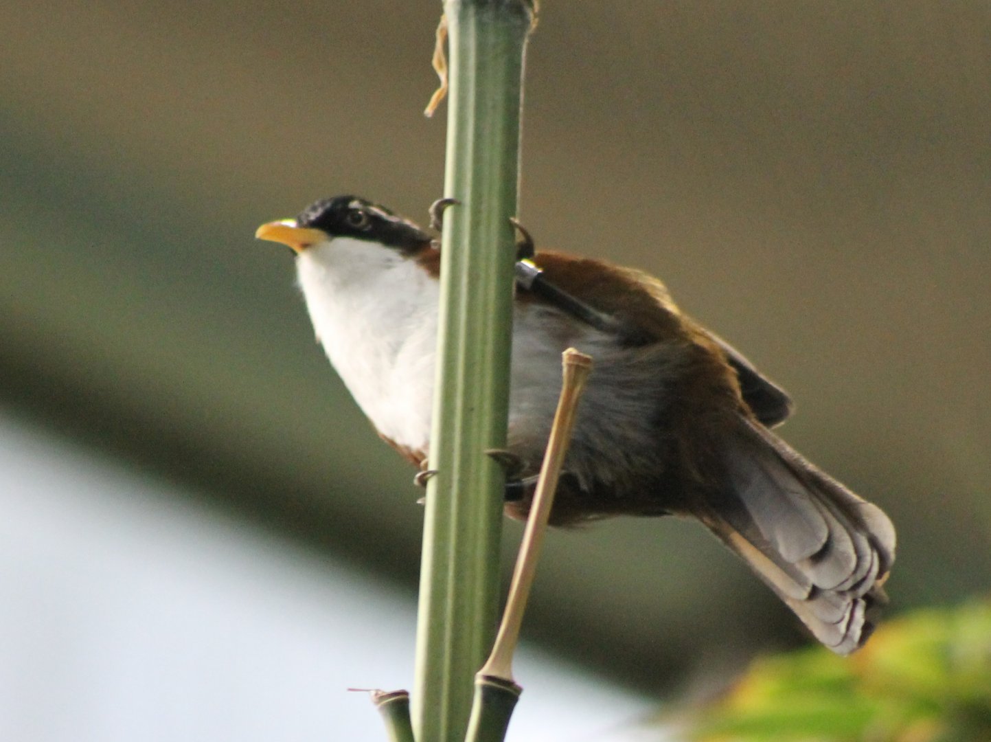Chestnut-backed scimitar babbler
