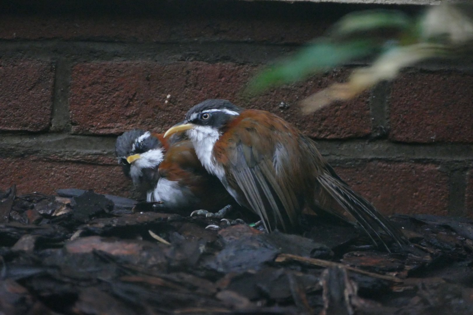 Chestnut-backed scimitar babbler