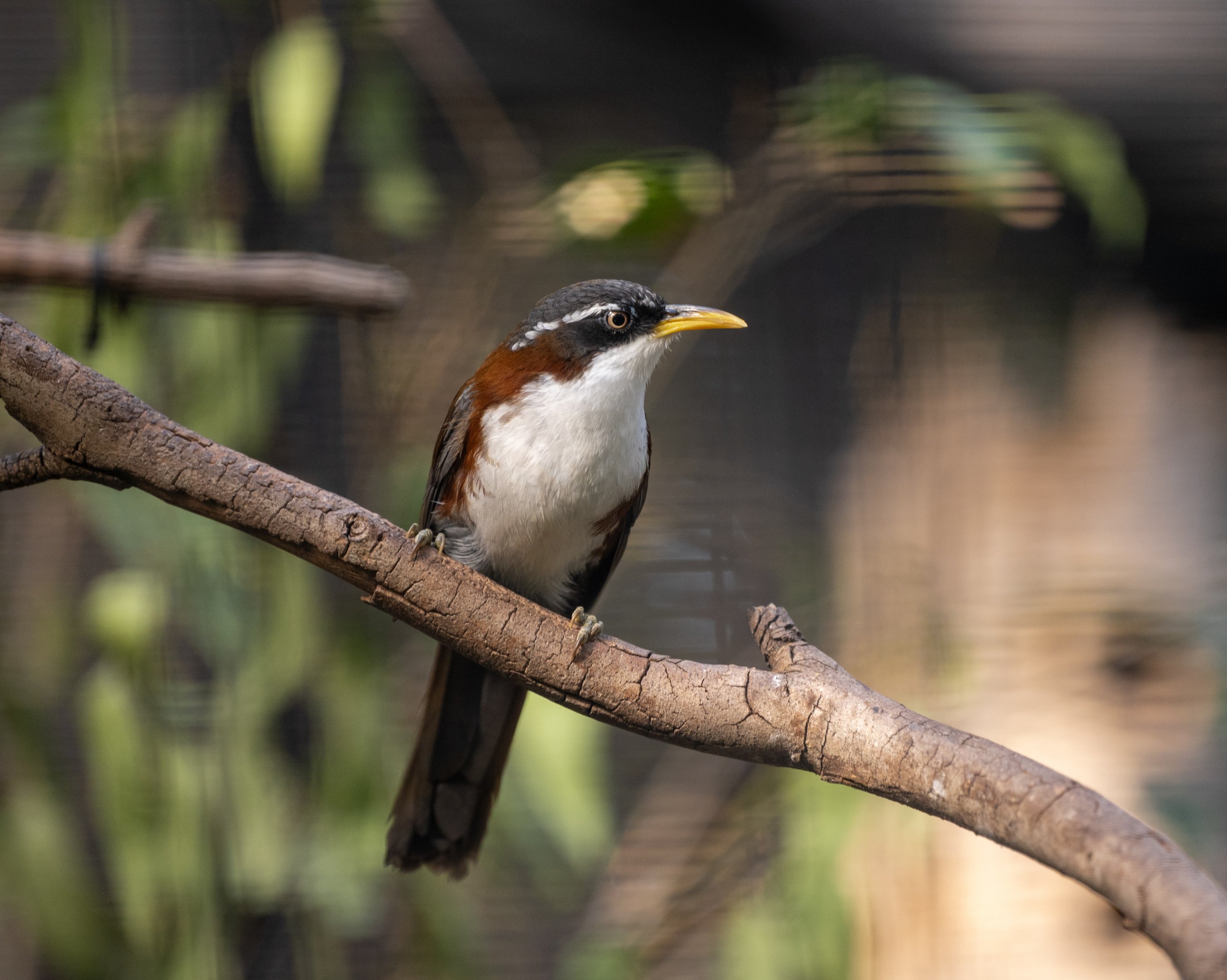 Chestnut Backed Scimitar Babbler