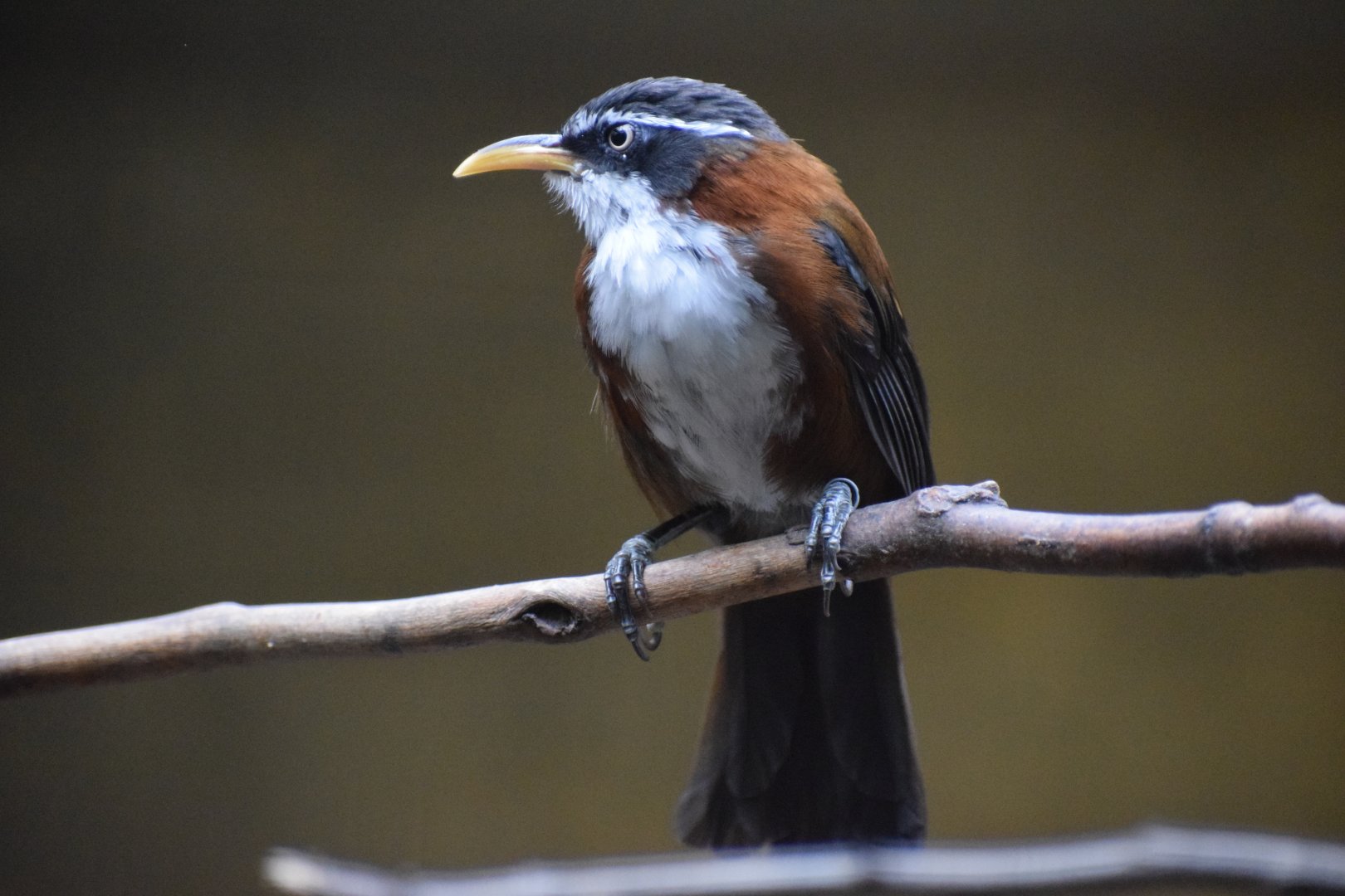 Chestnut-backed scimitar babbler