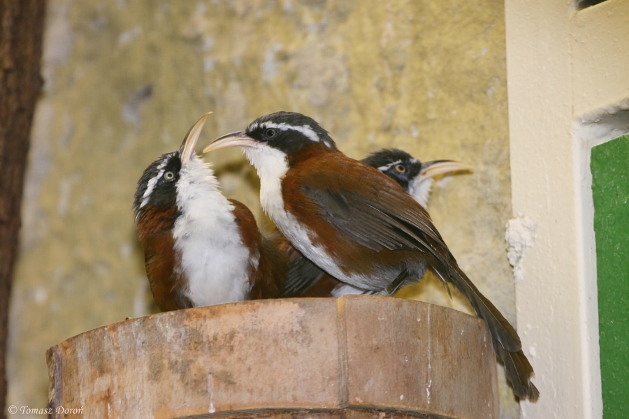 Chestnut-backed Scimitar-babblers (Pomatorhinus montanus)