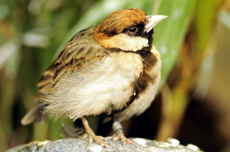 Chestnut-backed sparrow-lark at Hagenbeck