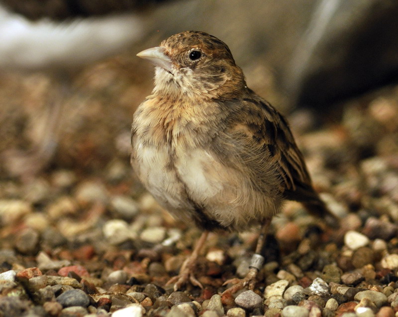 Chestnut-backed sparrow-lark at Hagenbeck