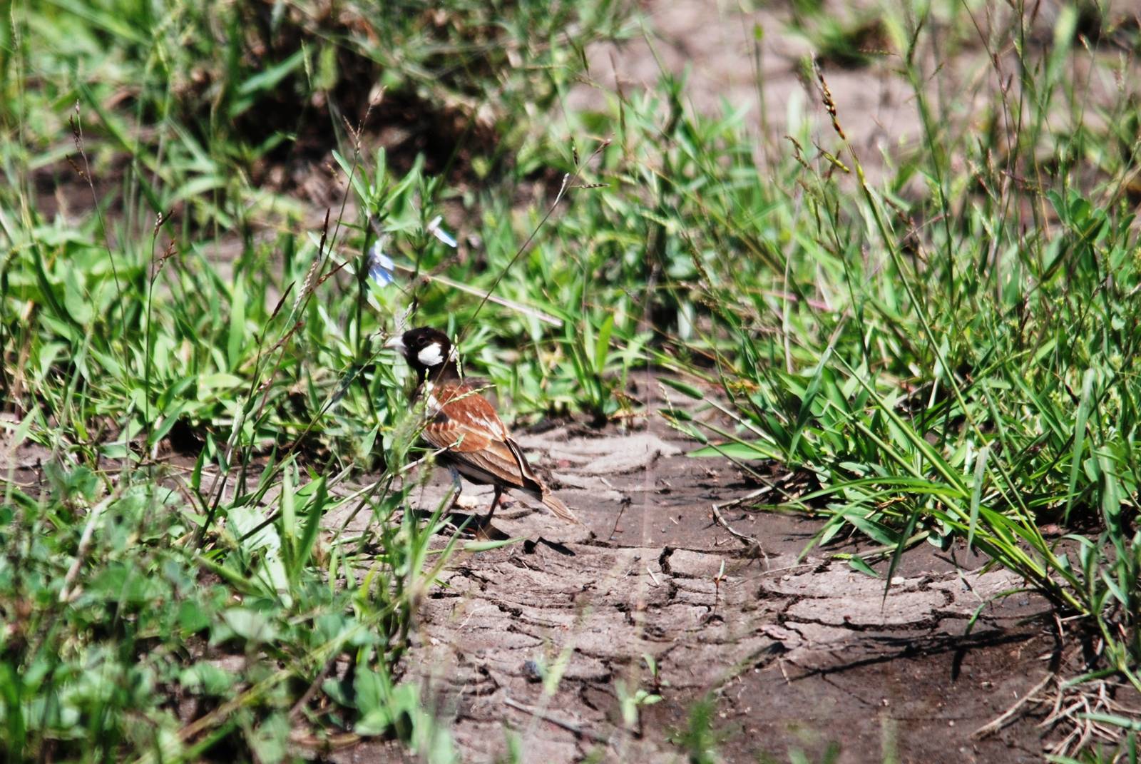 Chestnut-backed Sparrow-lark in Awash NP, 12/10/14