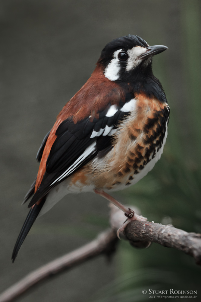 Chestnut-backed Thrush - 05/02/2011