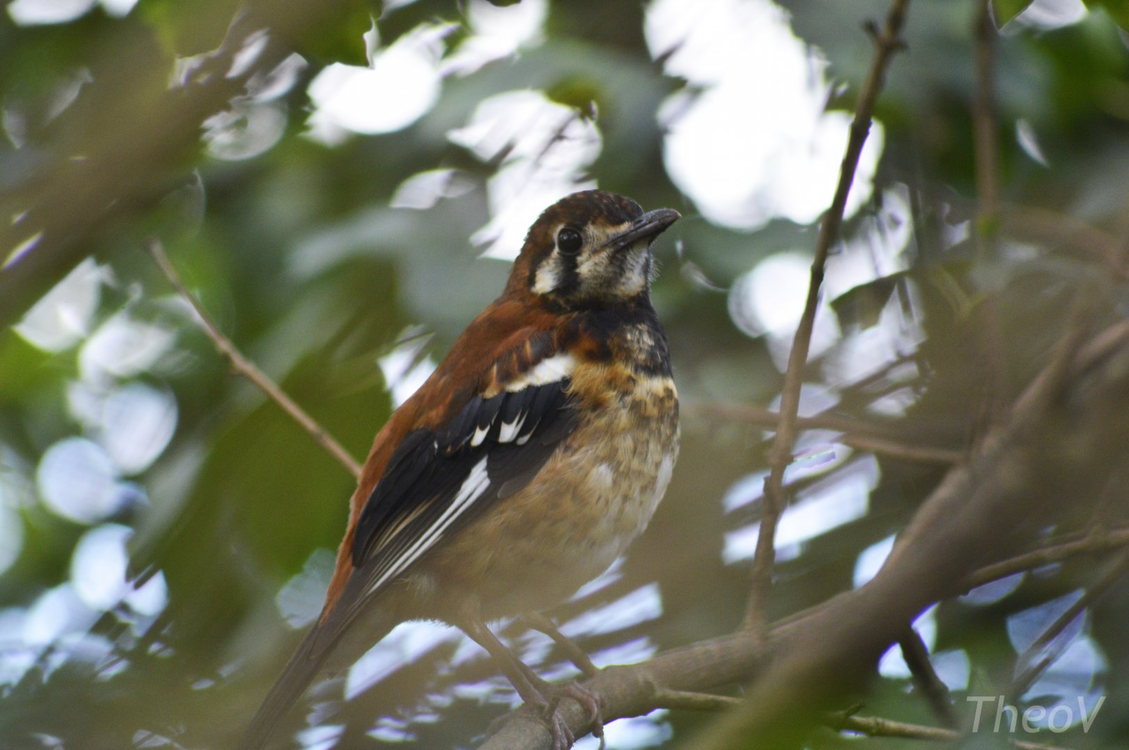 Chestnut-backed thrush [2019]