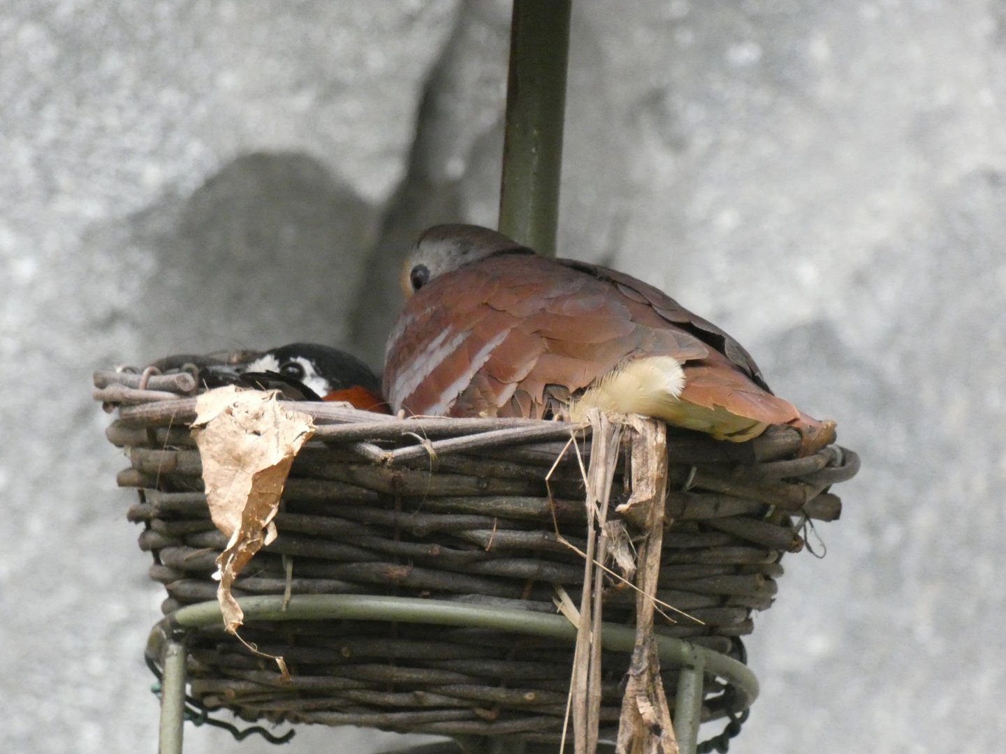 Chestnut-backed Thrush and Cinnamon Ground Dove sharing a nest
