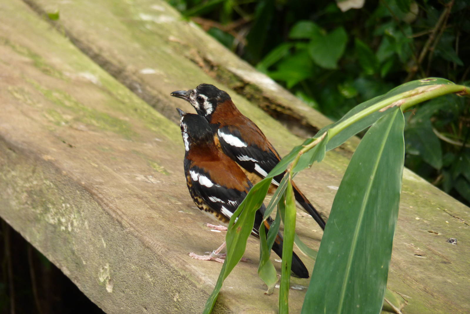 Chestnut-Backed Thrush, April 2013
