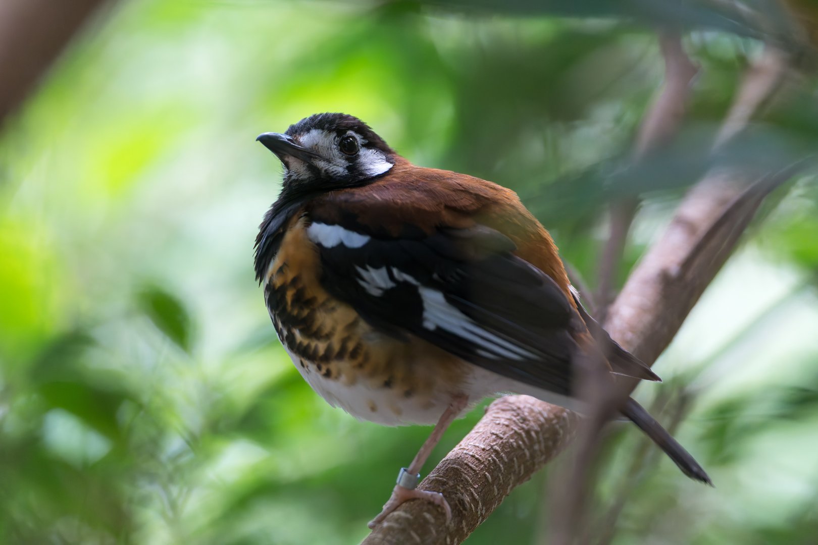 Chestnut backed Thrush, Chester, UK