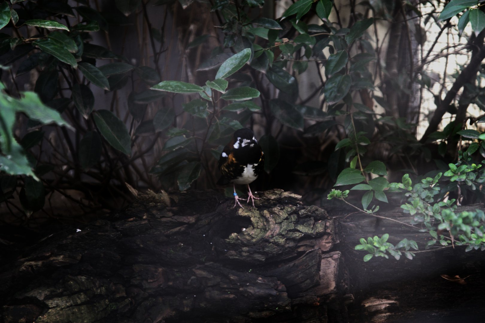Chestnut-backed Thrush (Geokichla dohertyi), 31-10-25