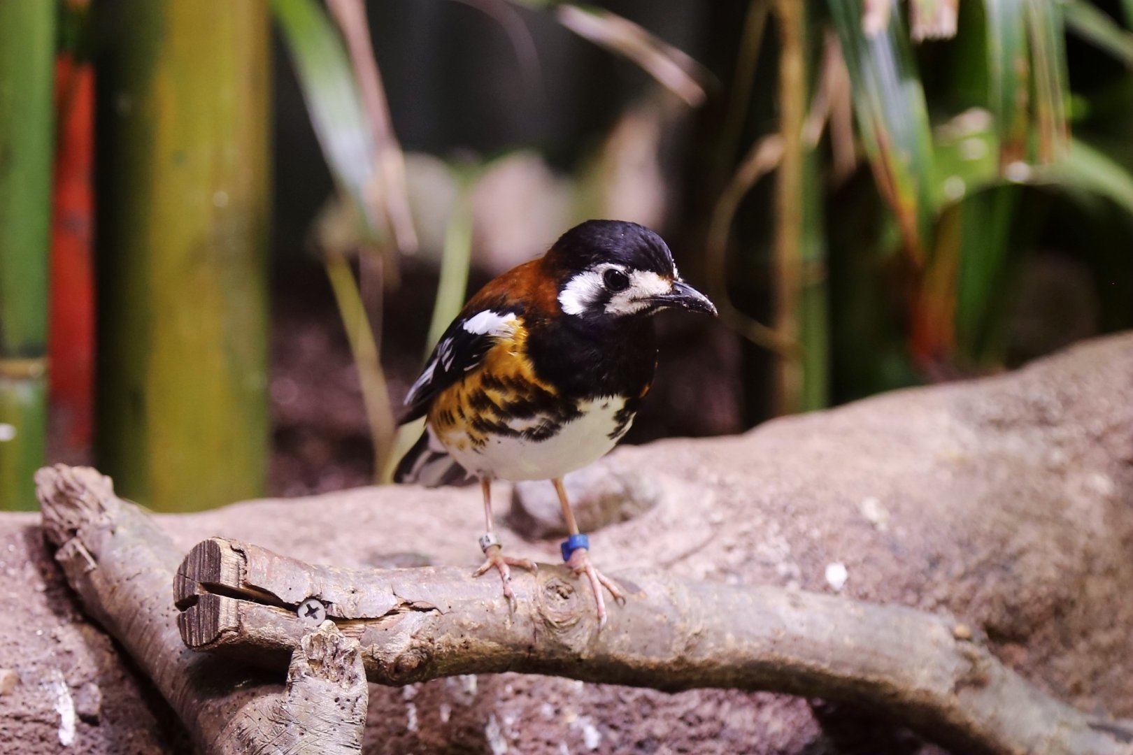 Chestnut-backed Thrush (Geokichla dohertyi), May 2017