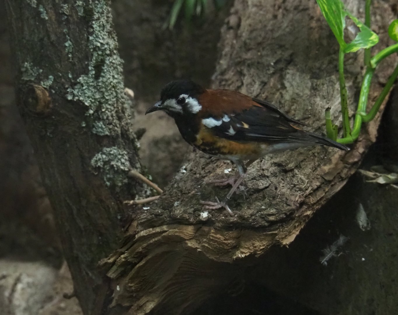 Chestnut-backed thrush (Geokichla dohertyi)