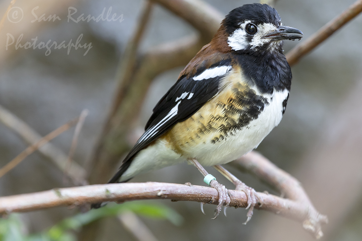 Chestnut-backed thrush (Geokichla dohertyi)
