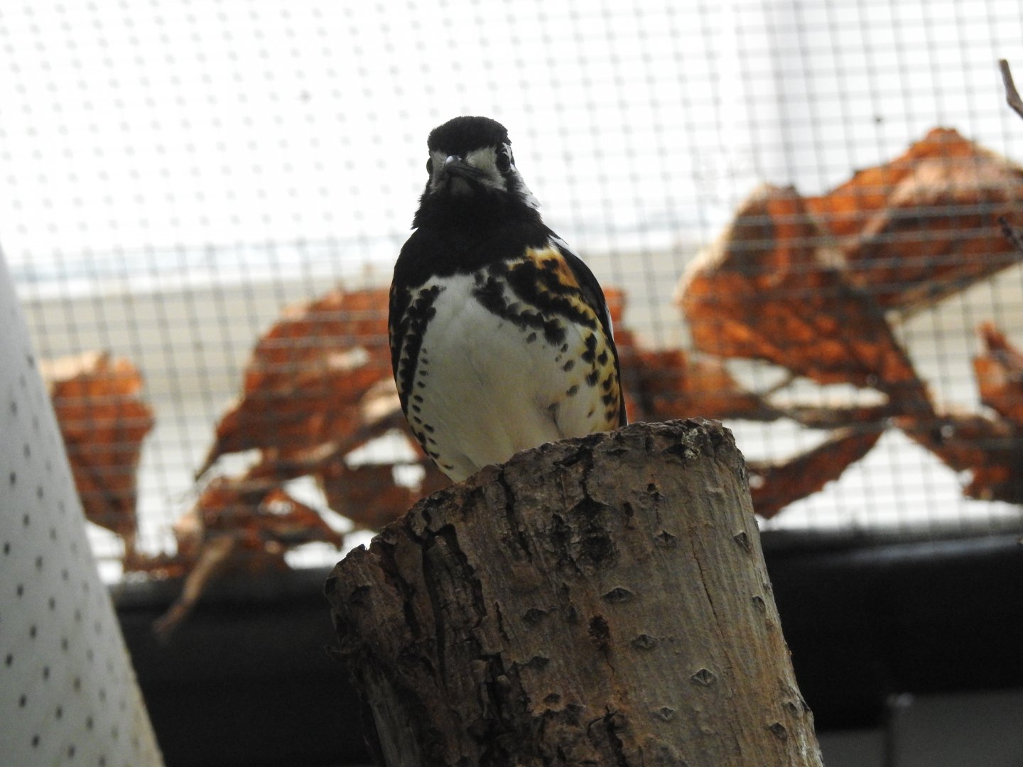 Chestnut-Backed Thrush (Geokichla dohertyi)