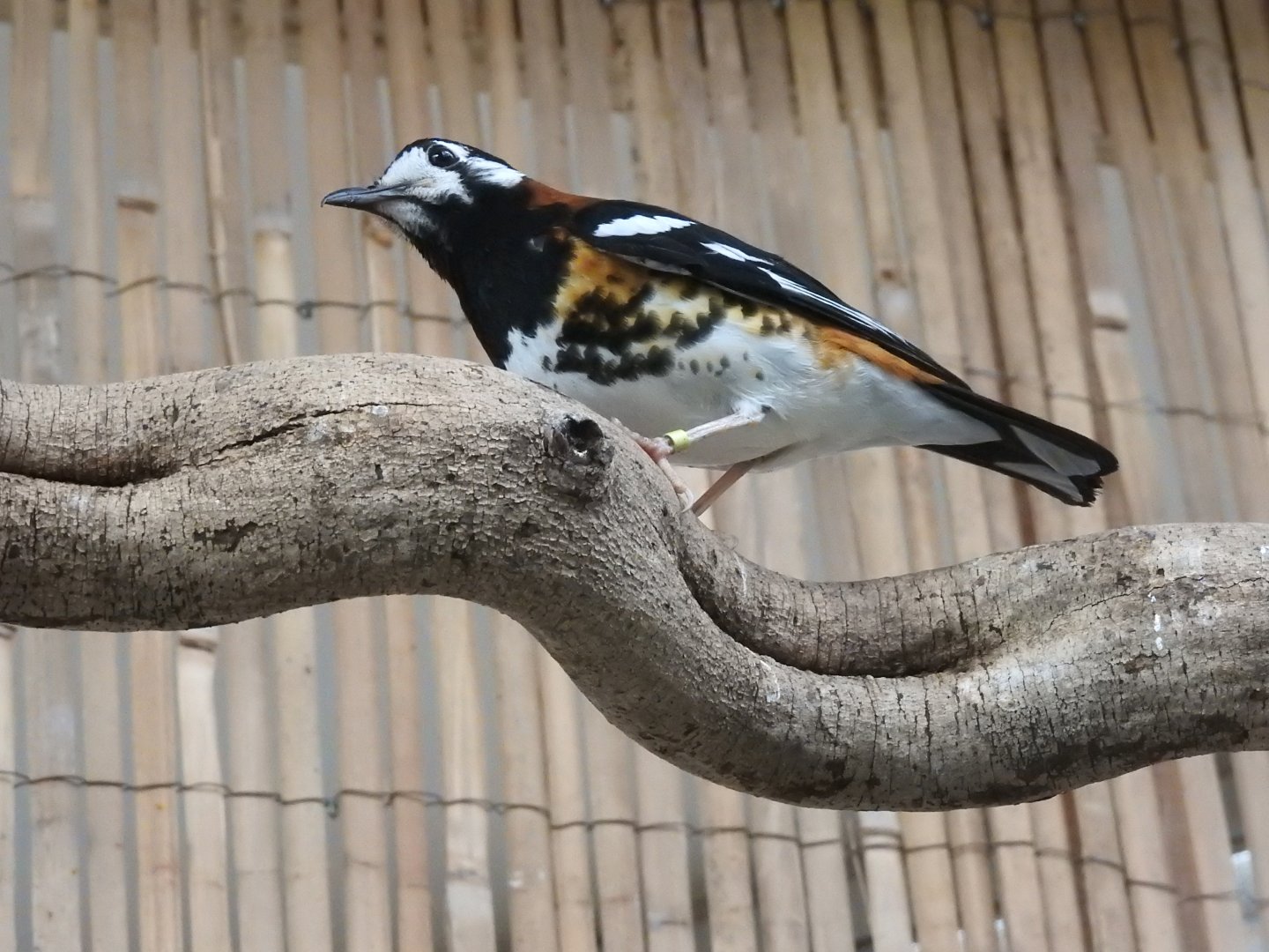 Chestnut-Backed Thrush (Geokichla dohertyi)