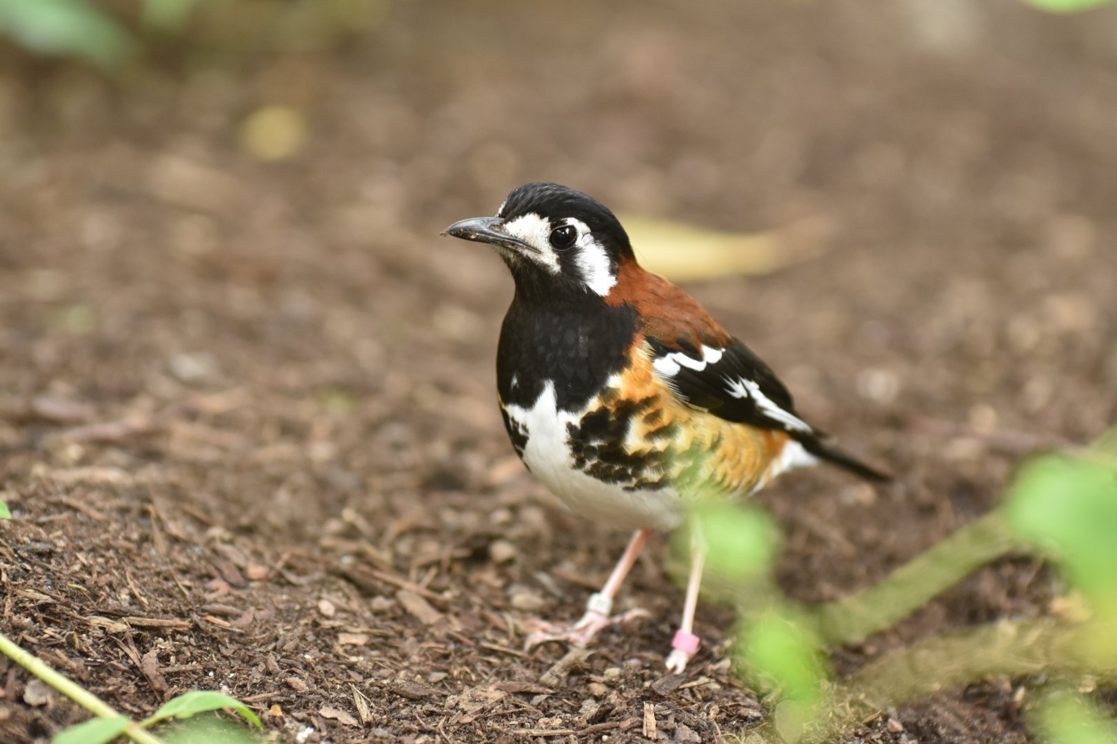 Chestnut-backed Thrush Geokichla dohertyi