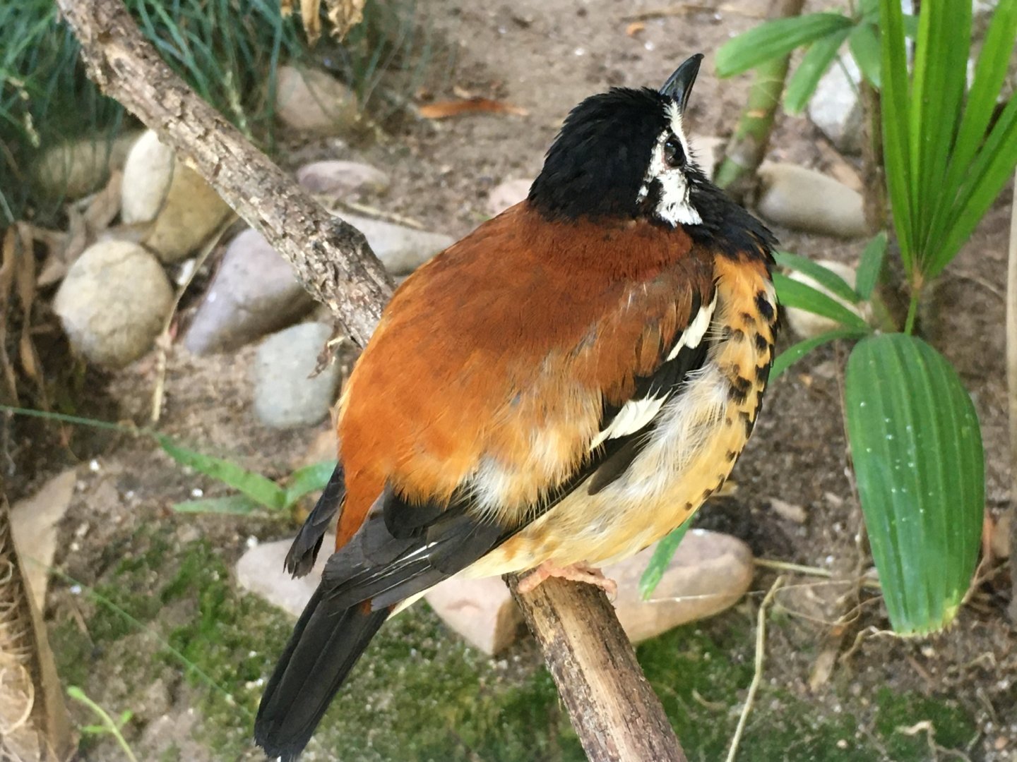 Chestnut-Backed Thrush (Geokichla dohertyi)