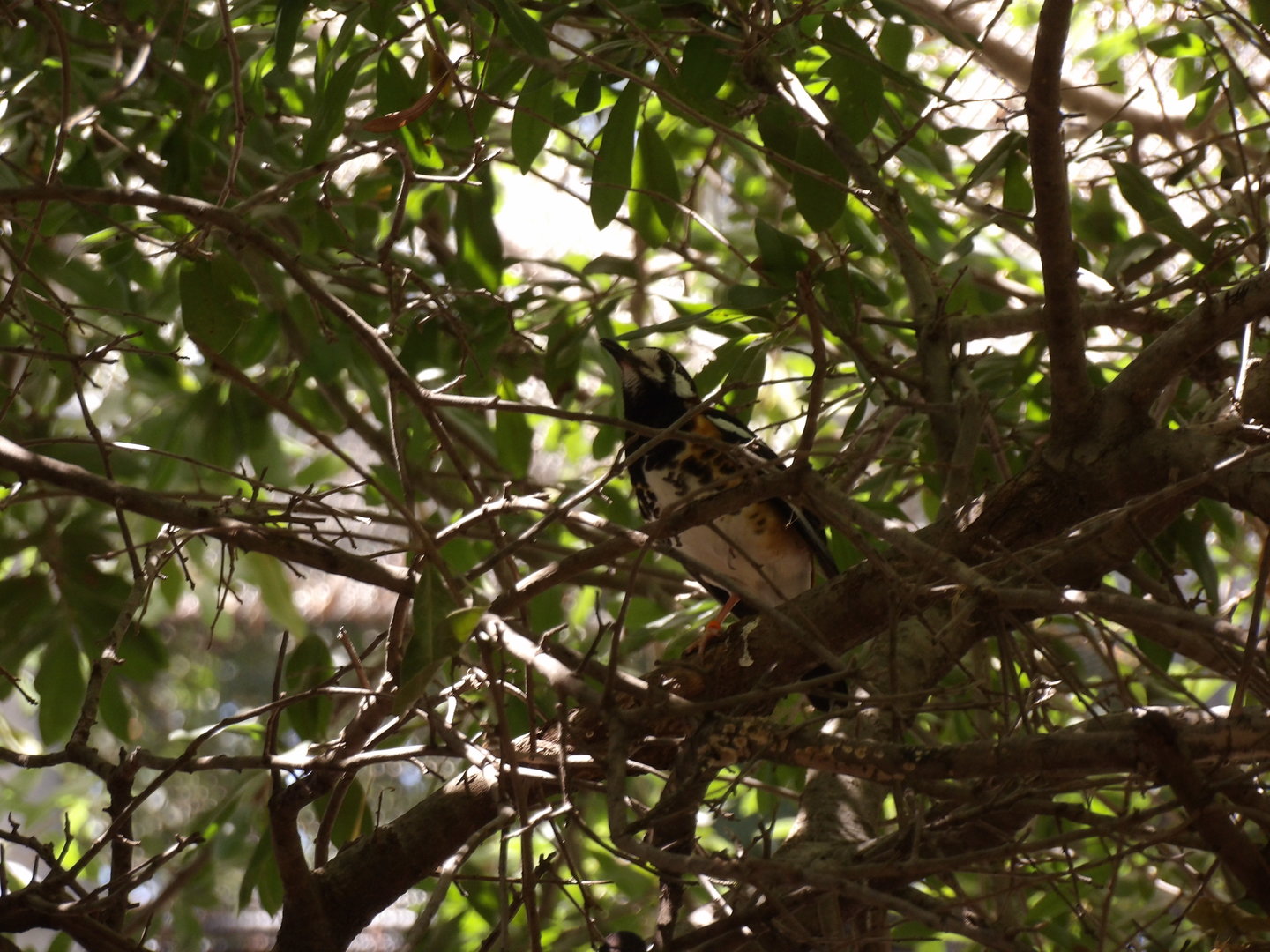 Chestnut-Backed Thrush(Geokichla dohertyi)
