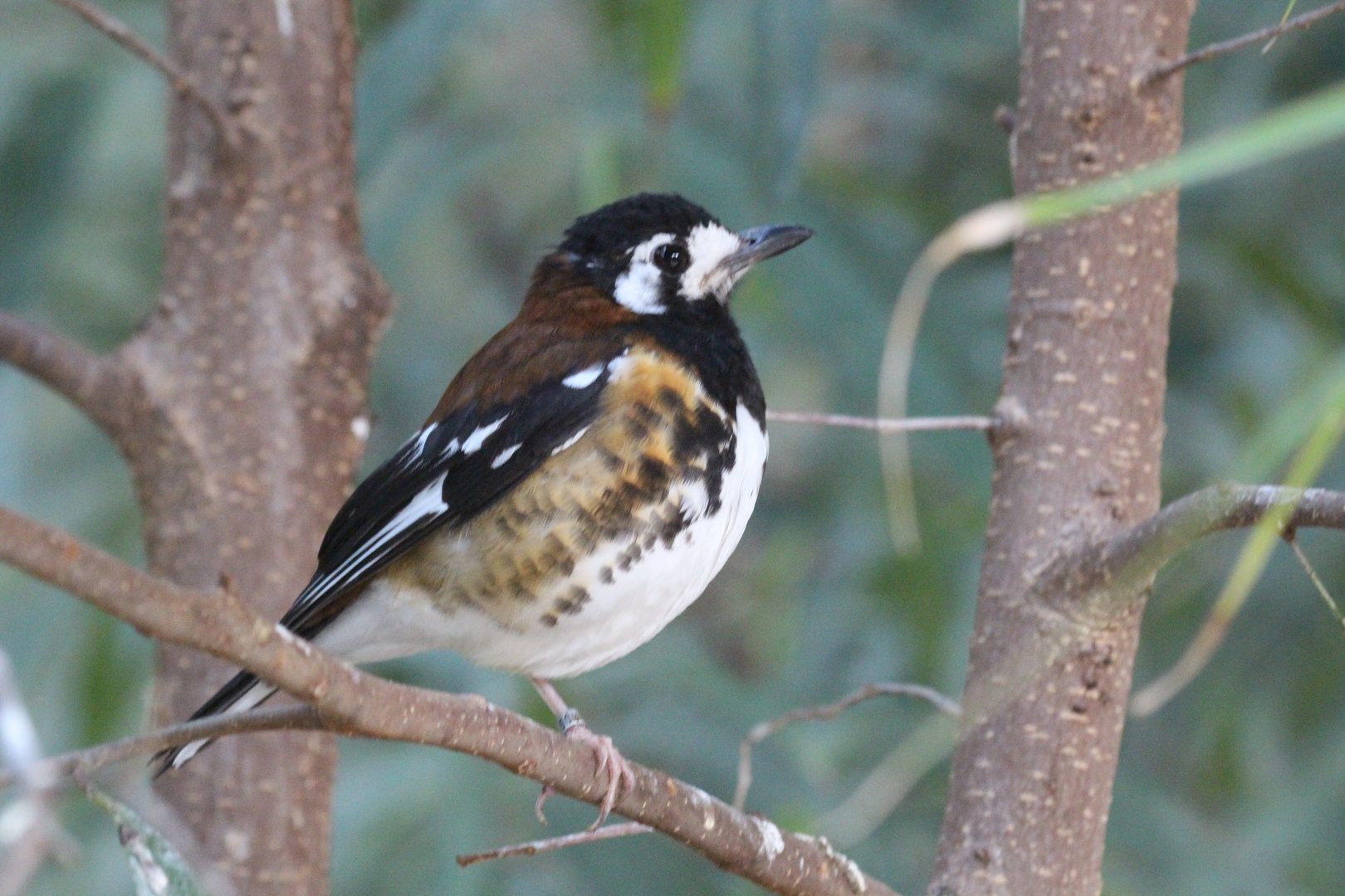 Chestnut-backed Thrush (Geokichla dohertyi)