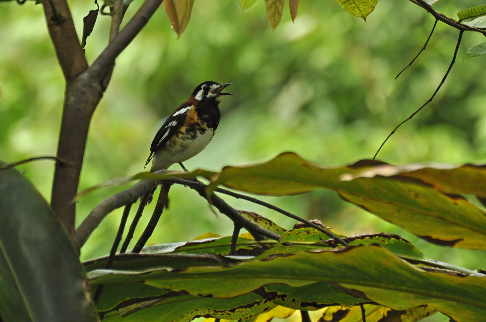 Chestnut-backed Thrush Geokichla dohertyi