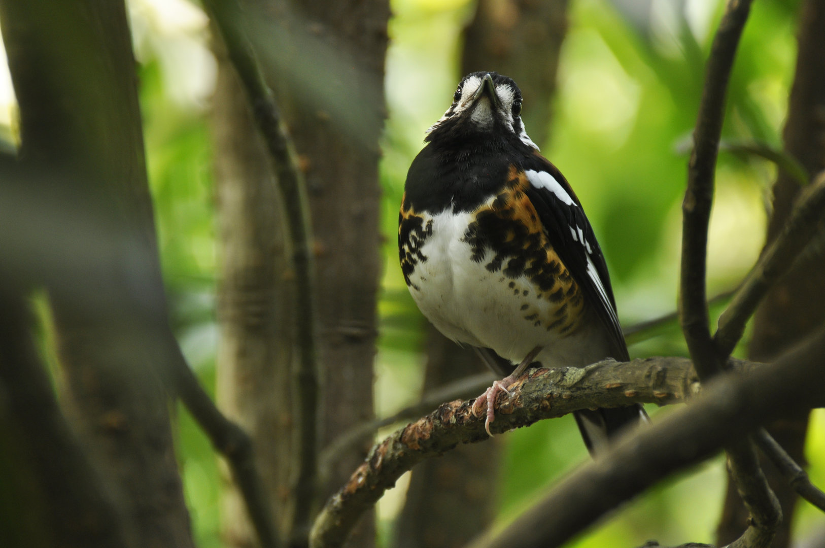 Chestnut-backed Thrush Geokichla dohertyi