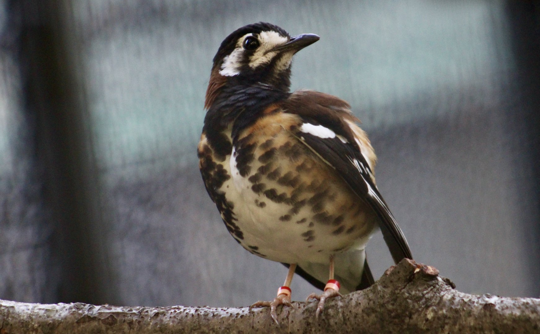 Chestnut-Backed Thrush (Geokichla dohertyi)